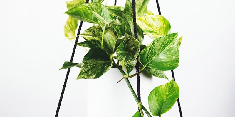 2026世界杯筹备进展：北美三国联合举办场馆建设最新情况报道